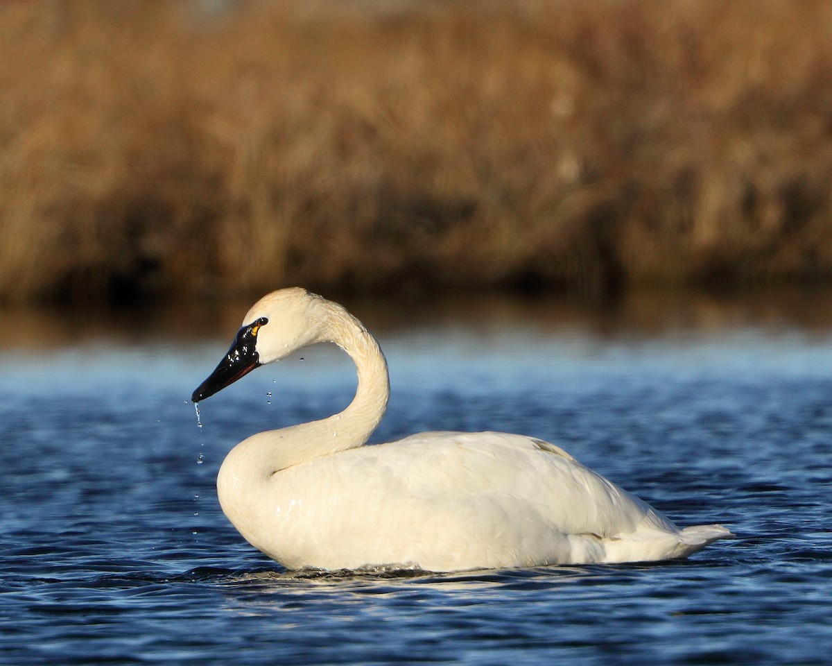 Tundra Swan (Whistling) - ML205598851