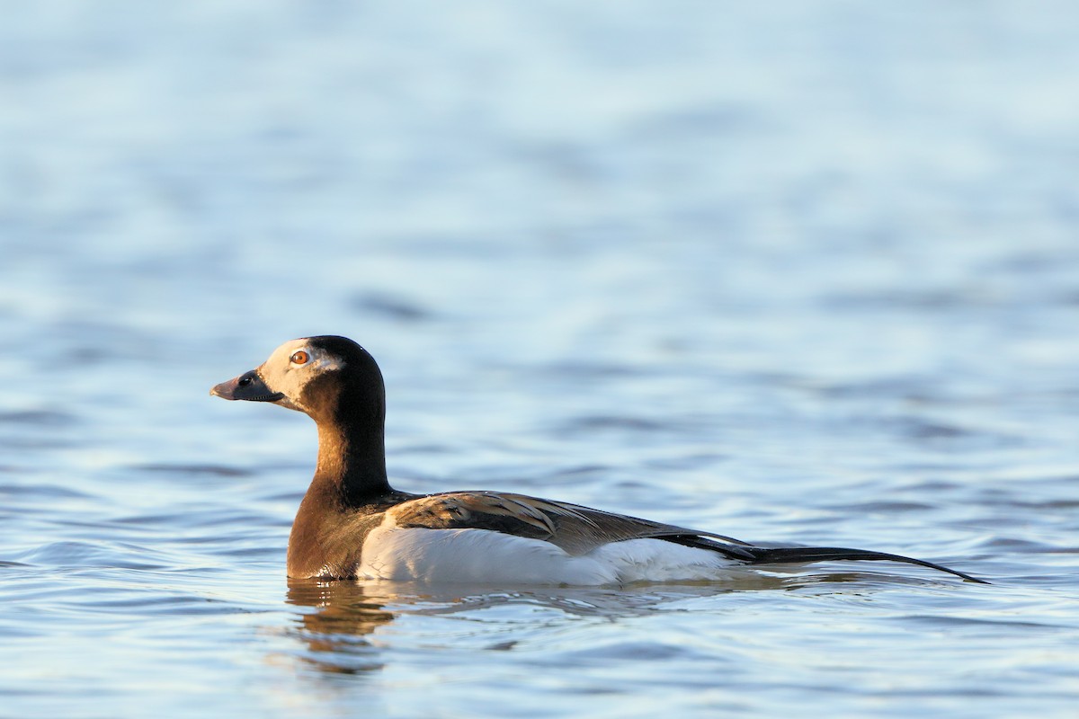Long-tailed Duck - ML205598871
