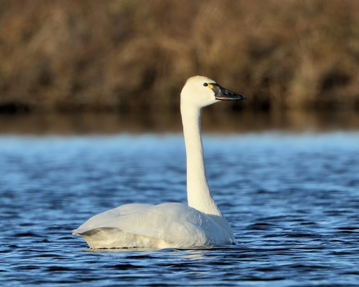 Tundra Swan (Whistling) - ML205598921