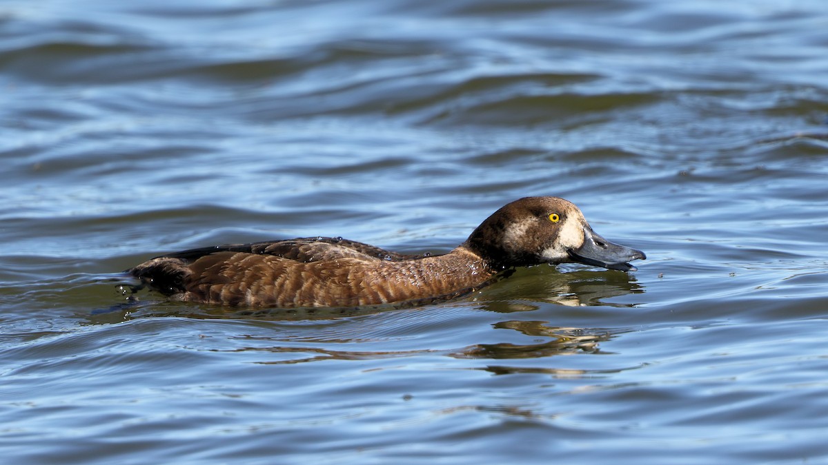 Greater Scaup - ML205598971