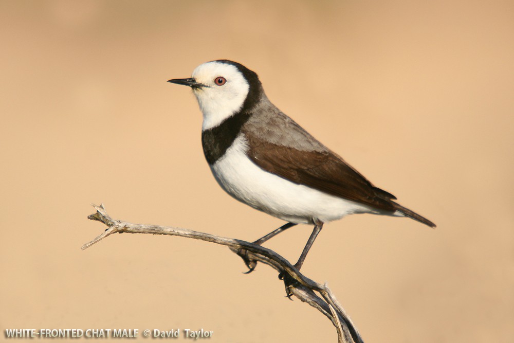White-fronted Chat - David taylor