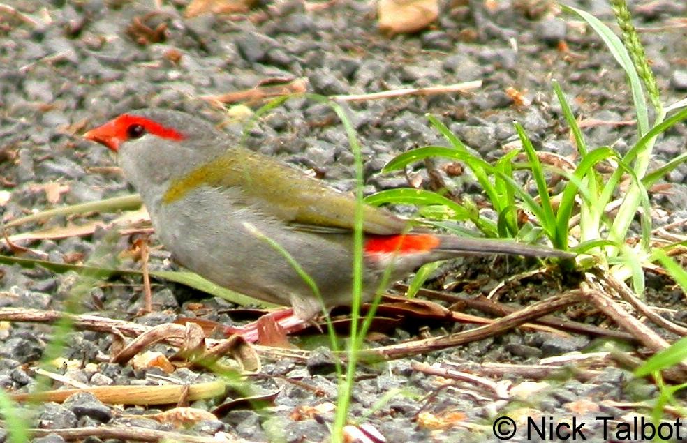 Red-browed Firetail - ML205599841