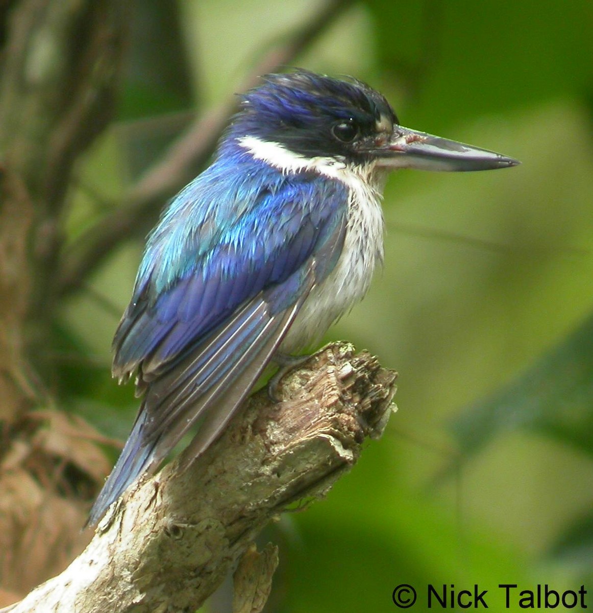Forest Kingfisher - ML205599941