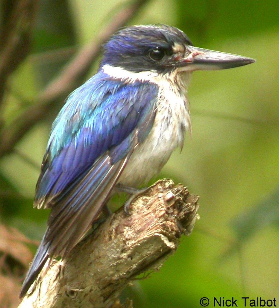 Forest Kingfisher - ML205599951
