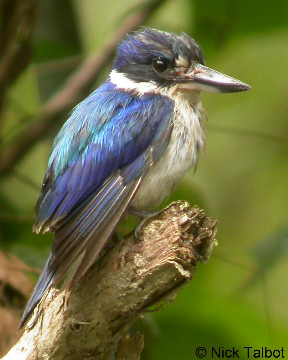 Forest Kingfisher - ML205599961