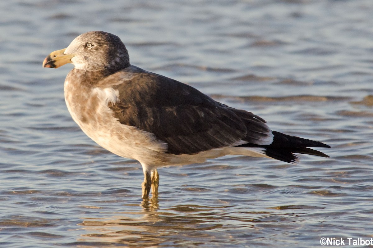 Pacific Gull - Nicholas Talbot