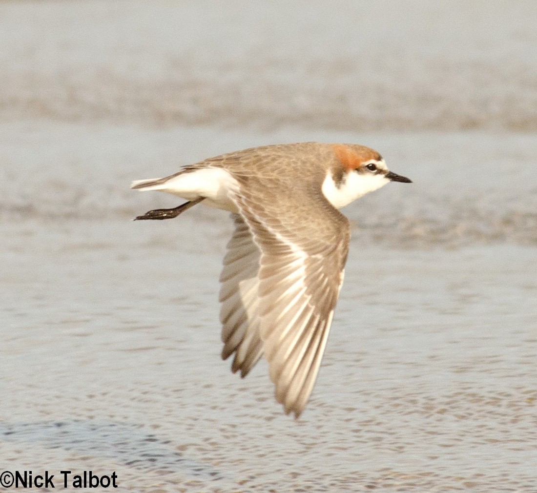 Red-capped Plover - ML205600251