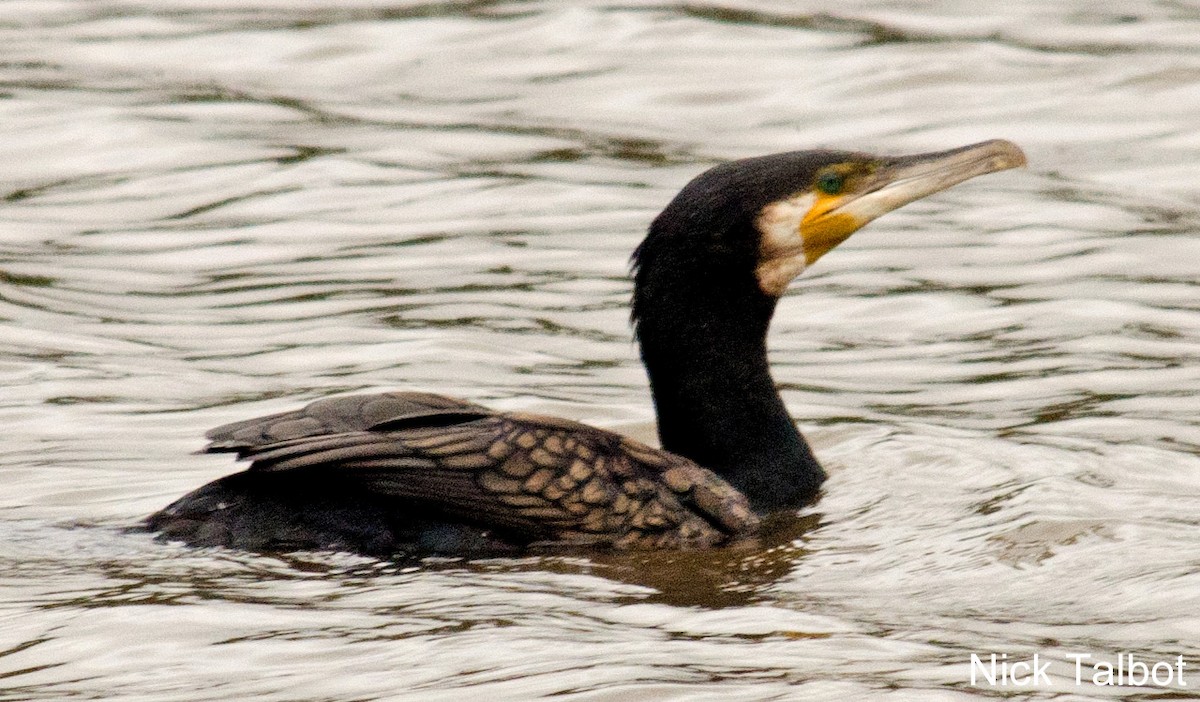 ML205600501 Great Cormorant (Australasian) Macaulay Library