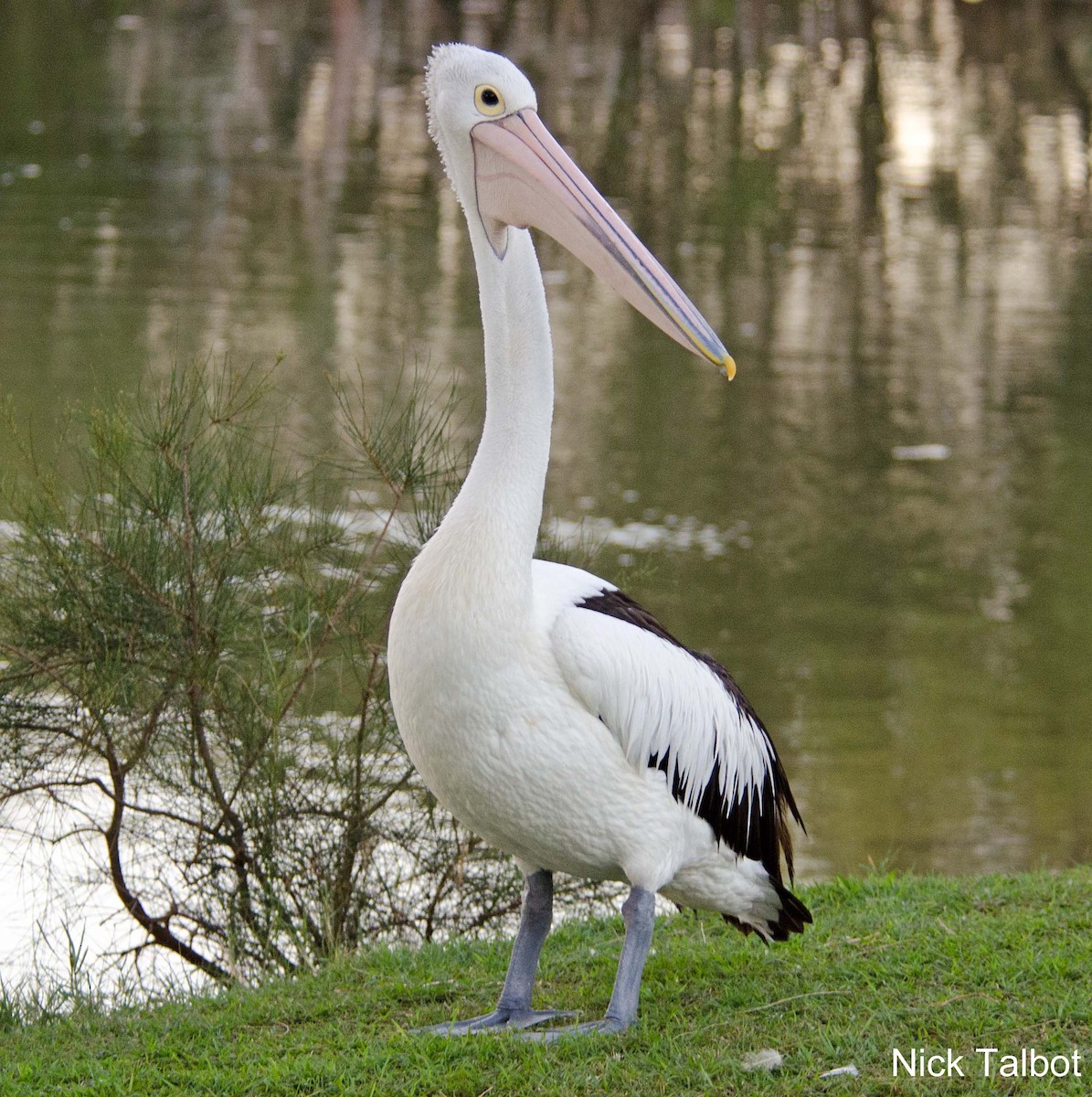 Australian Pelican - Nicholas Talbot