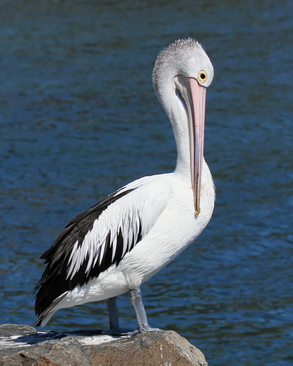 Australian Pelican - Ian K Barker