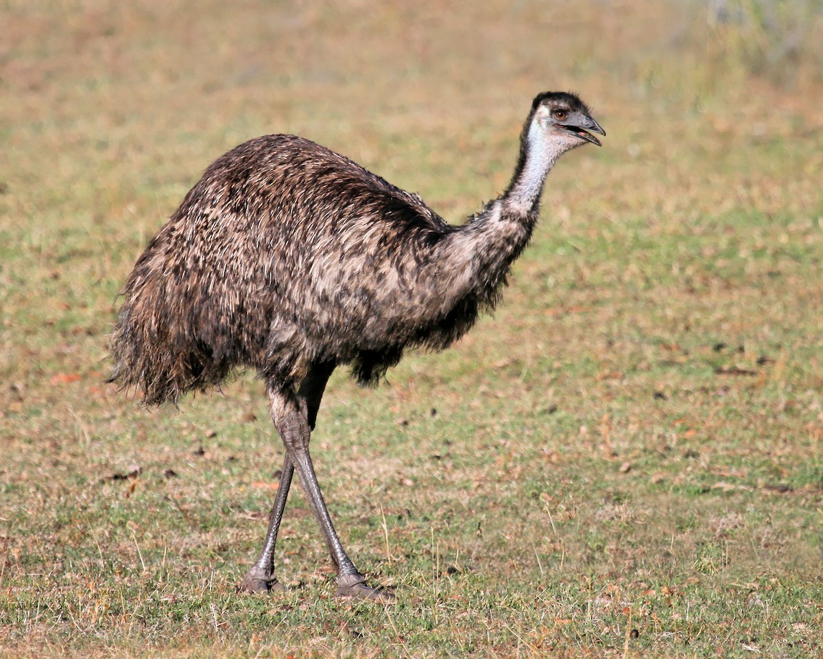 Emu - Ian K Barker