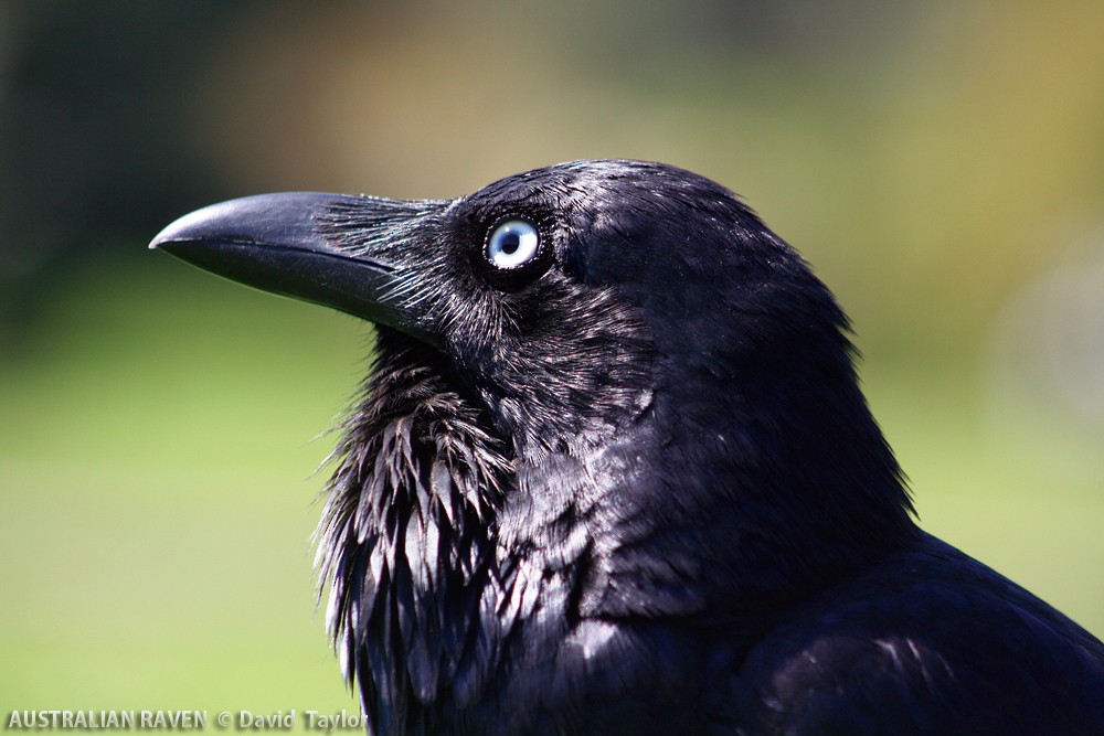 Australian Raven - David taylor