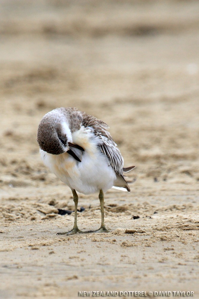 Red-breasted Dotterel (Northern) - ML205601511