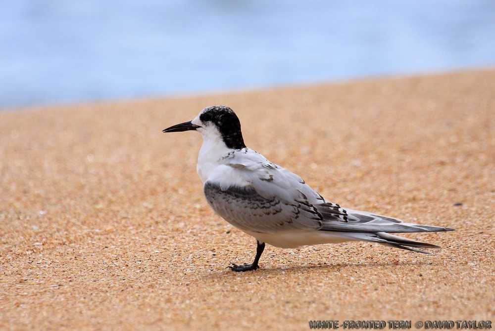 White-fronted Tern - ML205601561