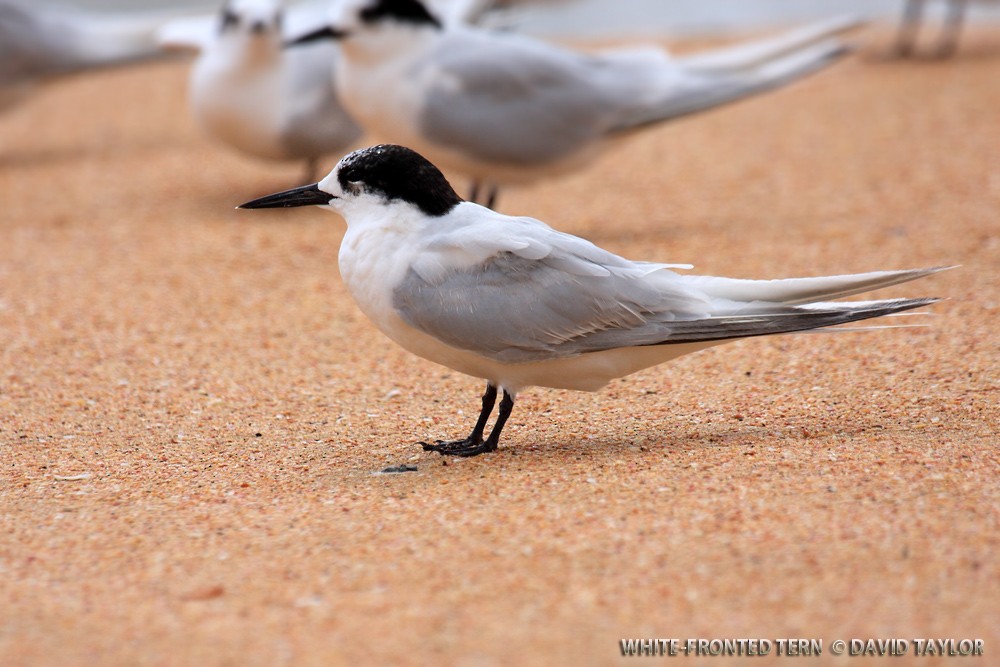 White-fronted Tern - ML205601571