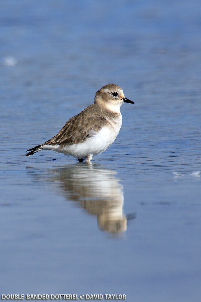 Double-banded Plover - ML205601581