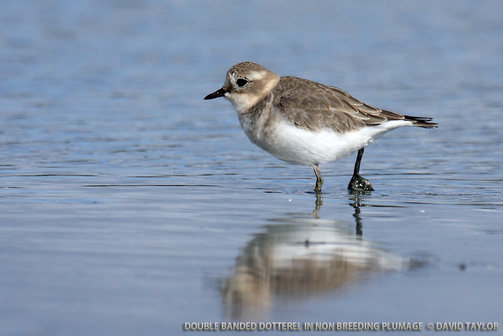 Double-banded Plover - ML205601591