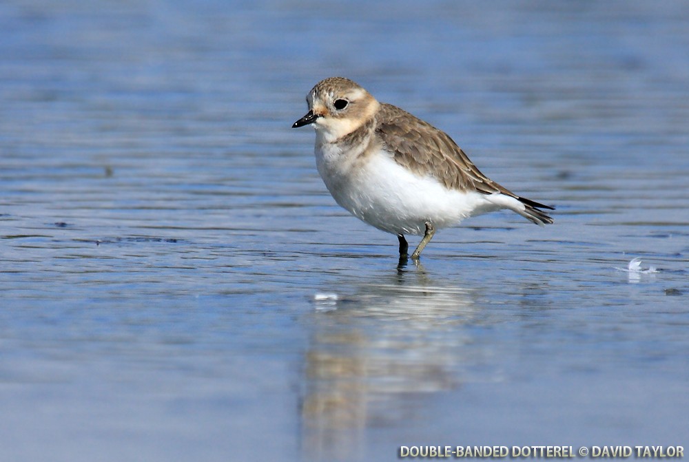 Double-banded Plover - David taylor