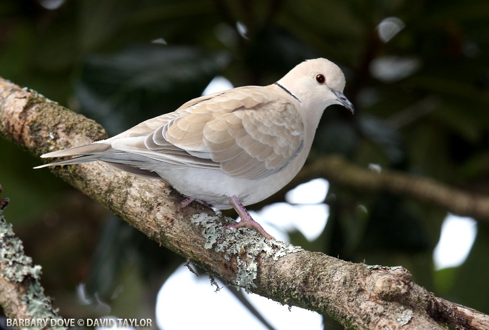 African Collared-Dove - ML205601621