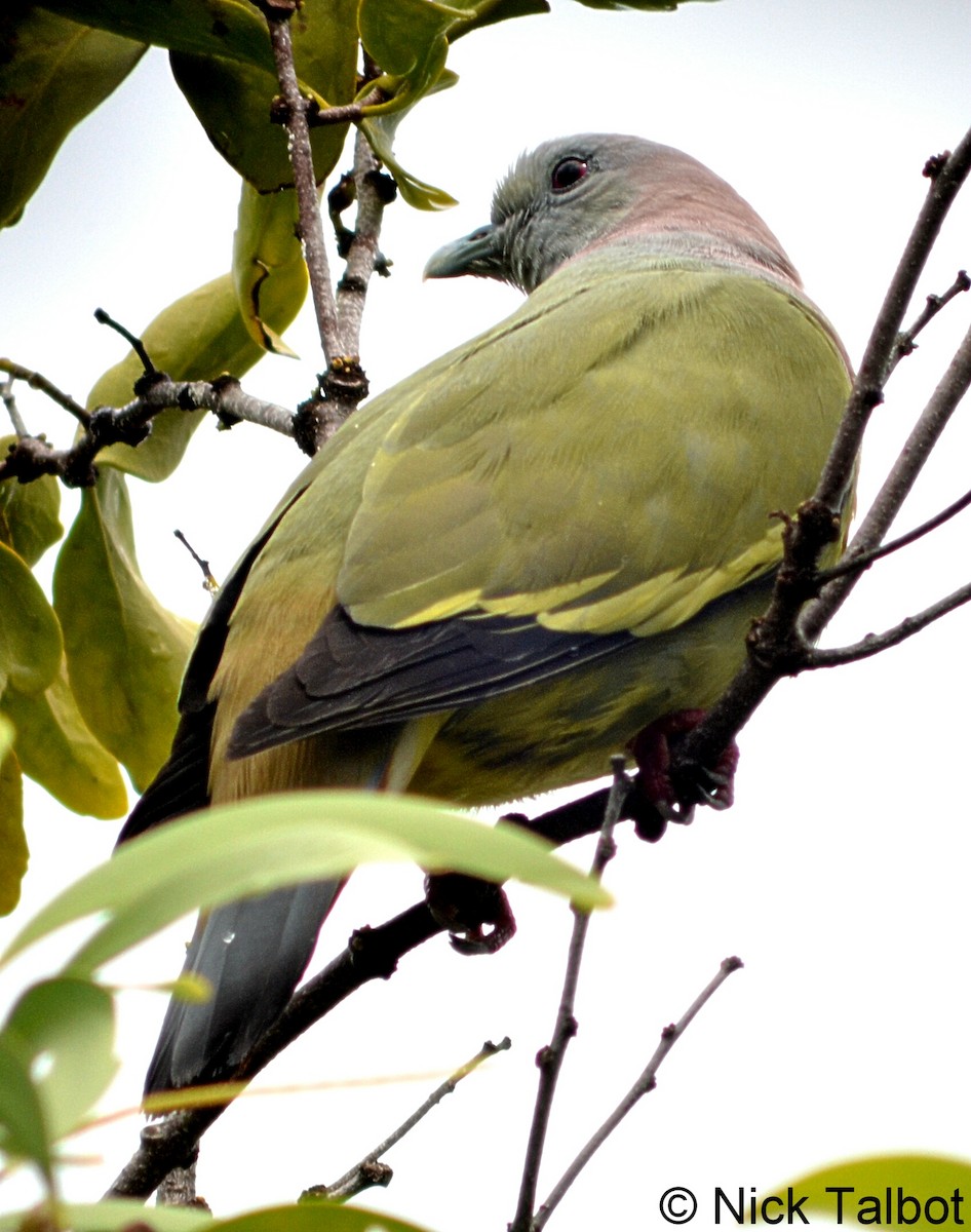 Pink-necked Green-Pigeon - Nicholas Talbot