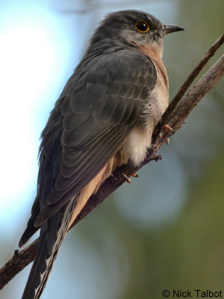 Fan-tailed Cuckoo - Nicholas Talbot