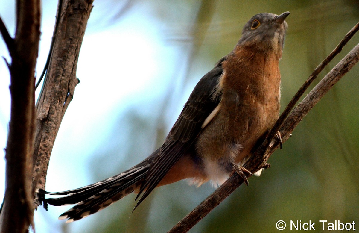 Fan-tailed Cuckoo - Nicholas Talbot