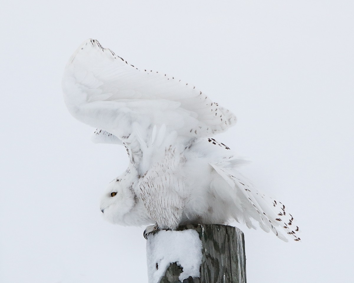 Snowy Owl - Ian K Barker