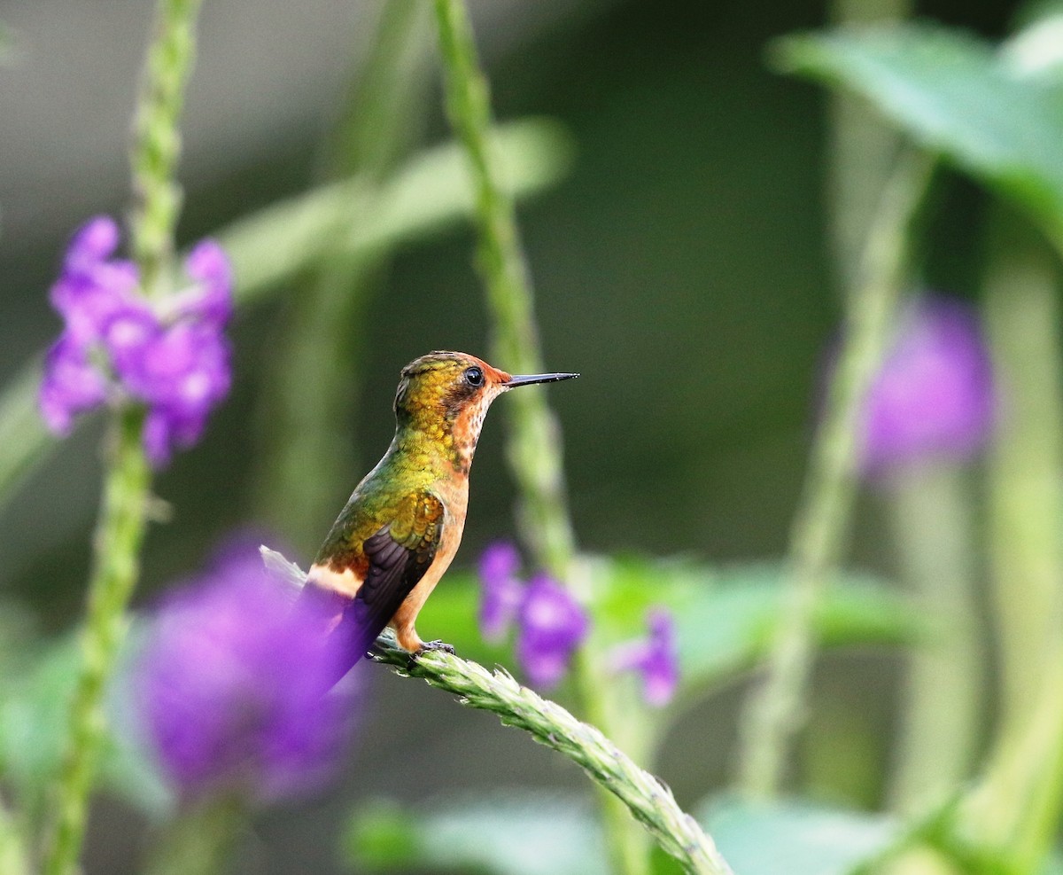 Rufous-crested Coquette - Richard Greenhalgh