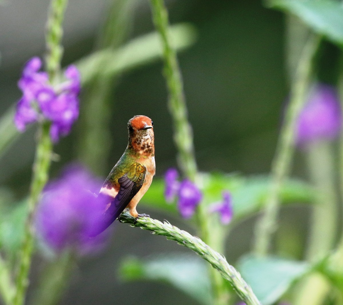 Rufous-crested Coquette - Richard Greenhalgh