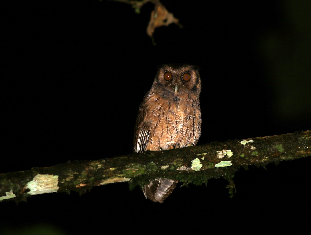 Tawny-bellied Screech-Owl (Austral) - Richard Greenhalgh