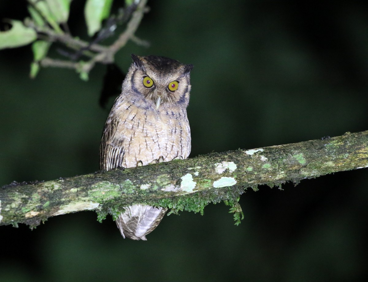 Tawny-bellied Screech-Owl (Austral) - ML205603721