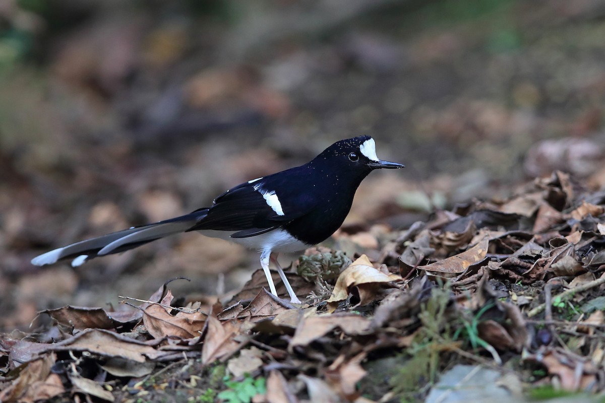 White-crowned Forktail (Northern) - Chun Fai LO
