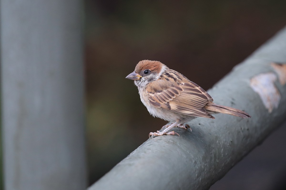 Eurasian Tree Sparrow - ML205604481