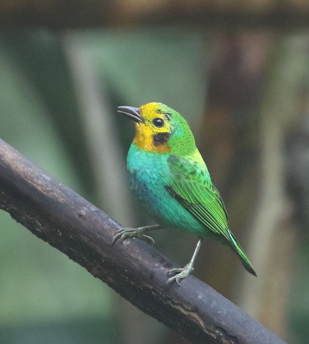Multicolored Tanager - ML205604801