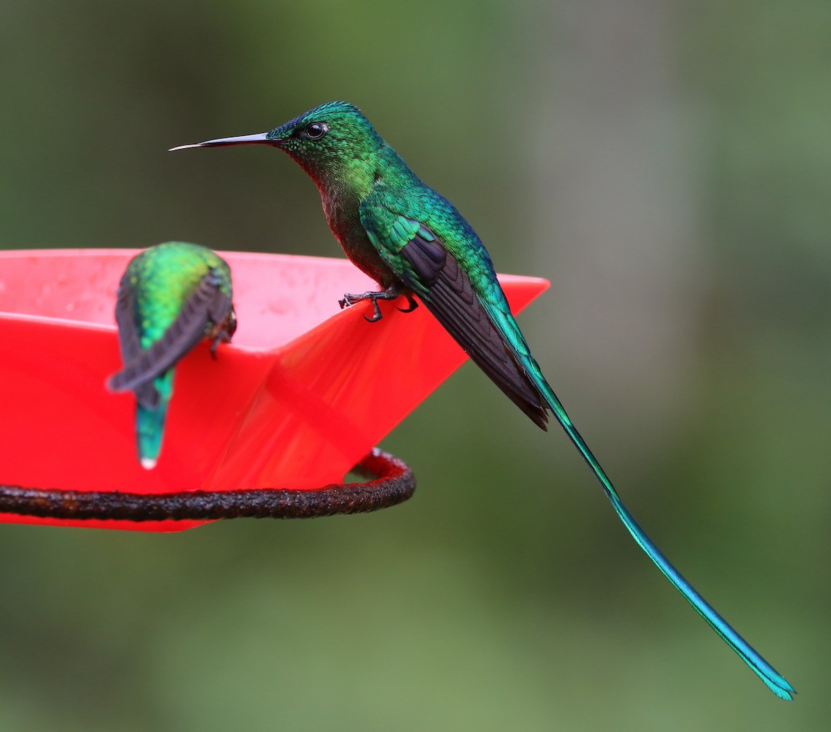Long-tailed Sylph - ML205604871