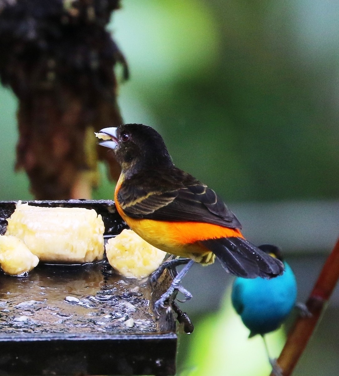 Flame-rumped Tanager (Flame-rumped) - ML205604911