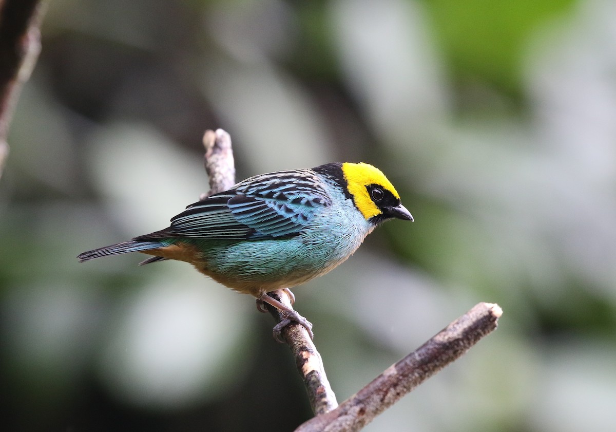 Saffron-crowned Tanager - ML205604951