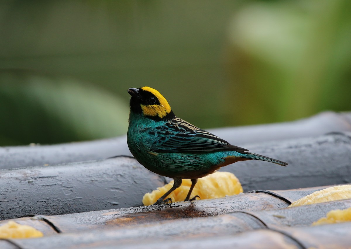 Saffron-crowned Tanager - ML205604961