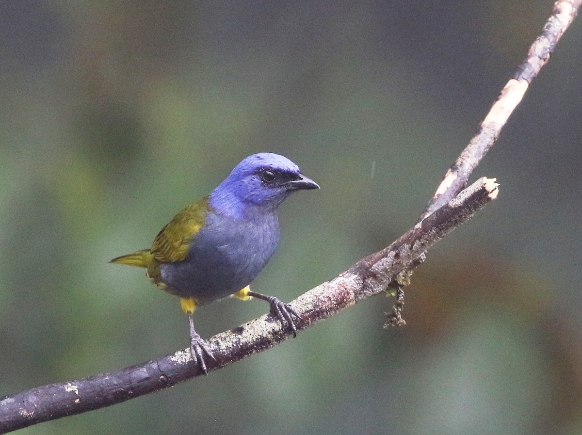 Blue-capped Tanager - Richard Greenhalgh