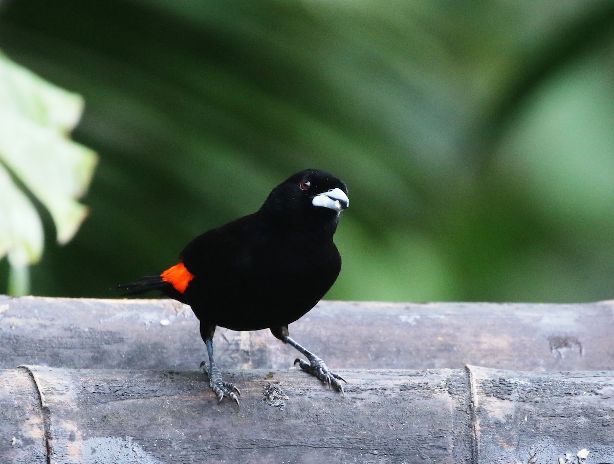 Flame-rumped Tanager (Flame-rumped) - ML205605061