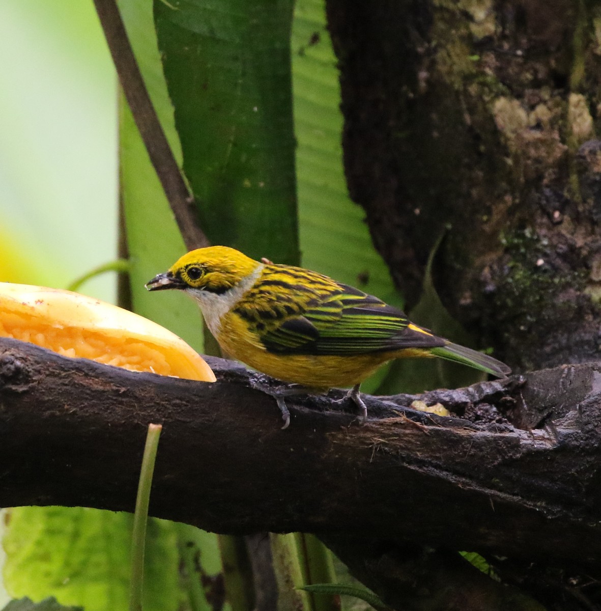 Silver-throated Tanager - Richard Greenhalgh