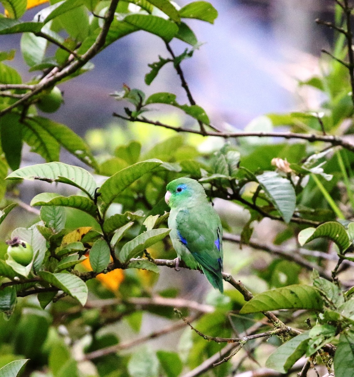 Spectacled Parrotlet - Richard Greenhalgh