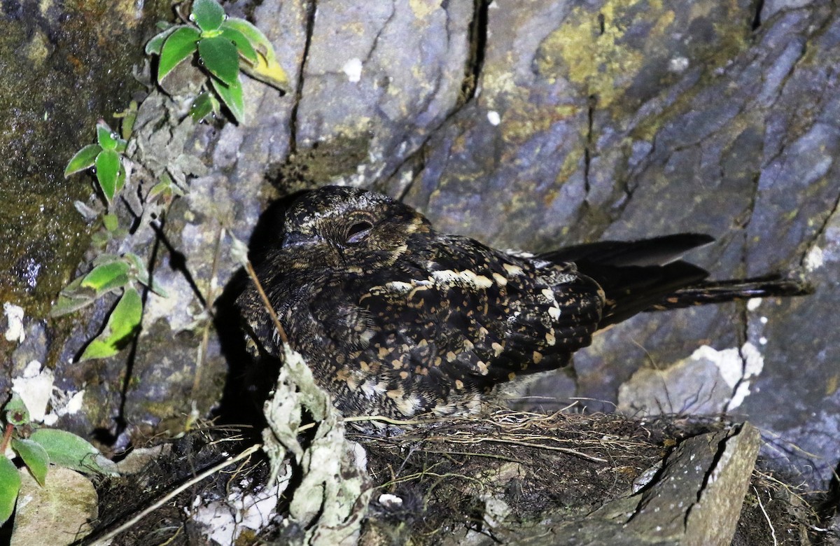 Lyre-tailed Nightjar - Richard Greenhalgh