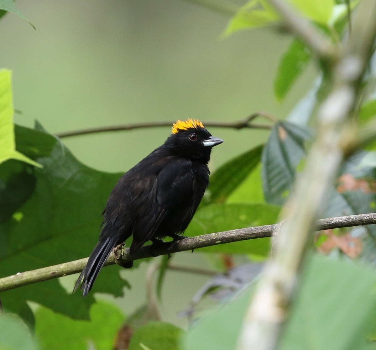 Tawny-crested Tanager - ML205605341