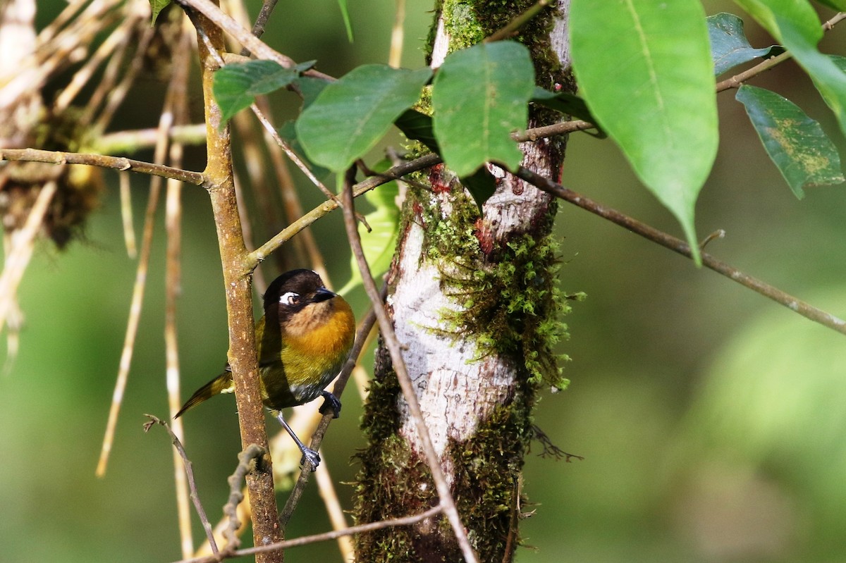 Common Chlorospingus (Southern Bolivia) - Richard Greenhalgh