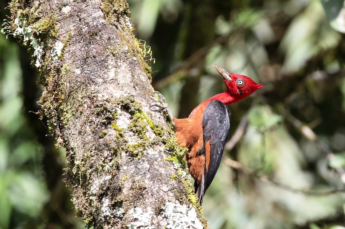 Red-necked Woodpecker - ML205605461
