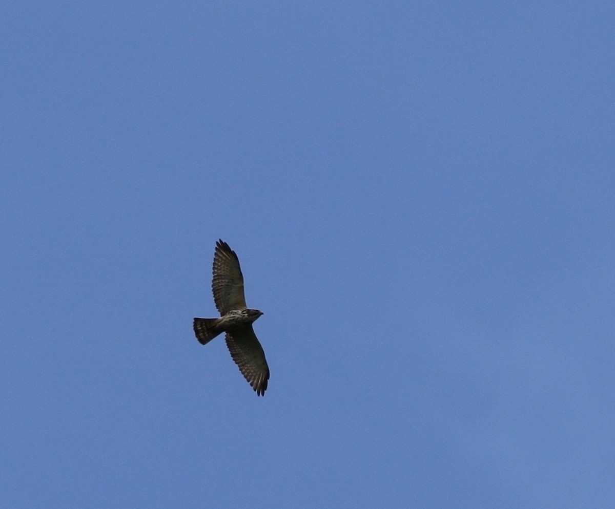 Broad-winged Hawk (Northern) - ML205605471