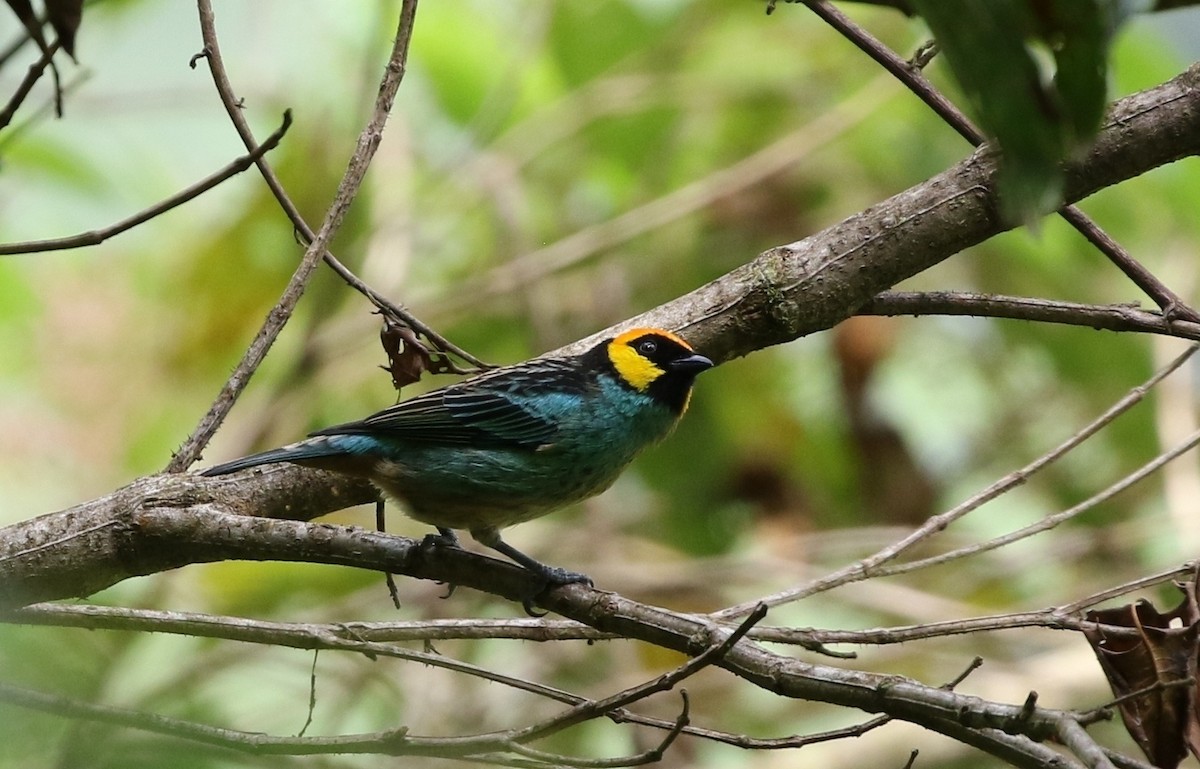 Saffron-crowned Tanager - ML205605481