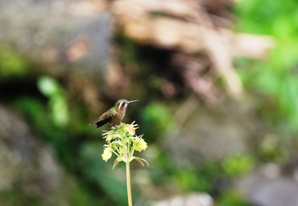 Speckled Hummingbird (inornata) - ML205605511