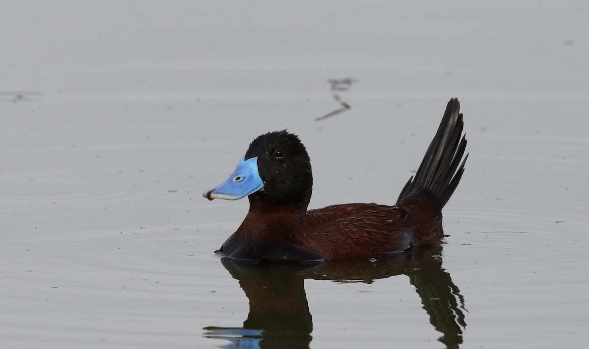 Andean Duck - Richard Greenhalgh